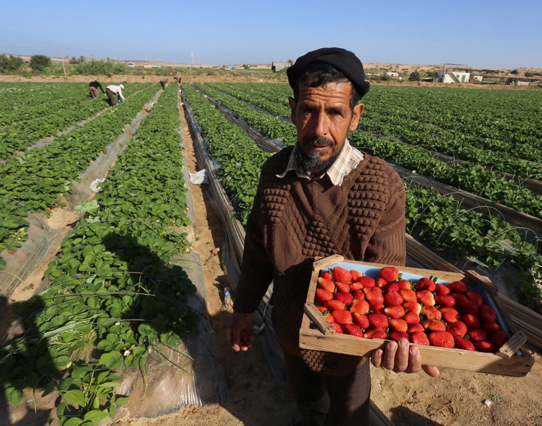 Høstudbytte i Mellemøsten