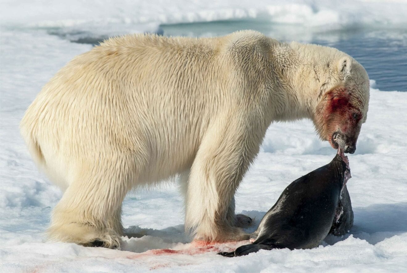 Isbjørnene trives
