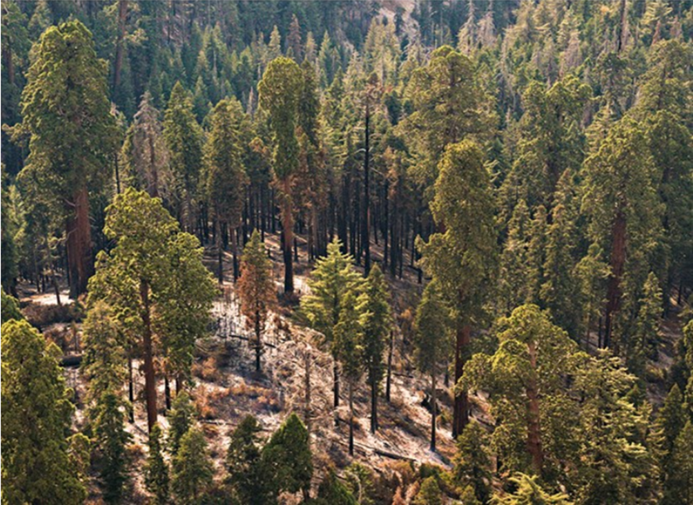 Skovbrande og klimaforandringer