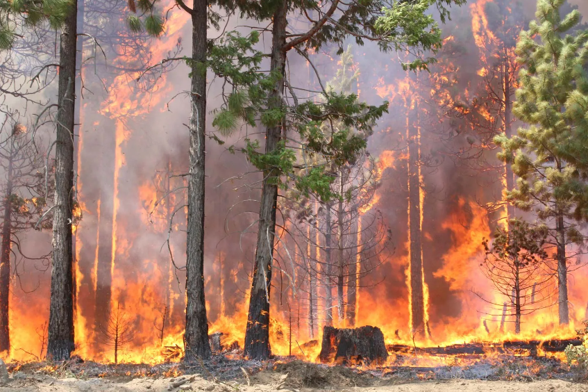 Færre skovbrande i Spanien
