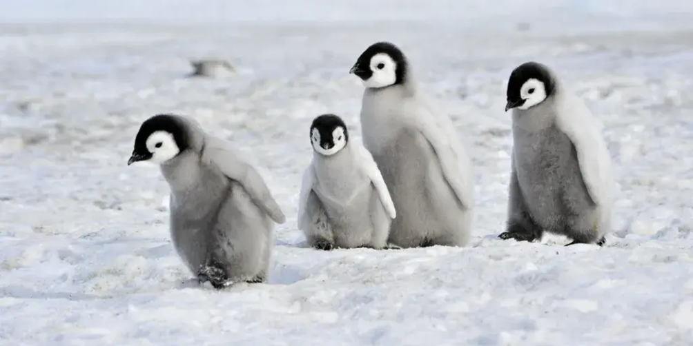 Pingviner i klimakamp